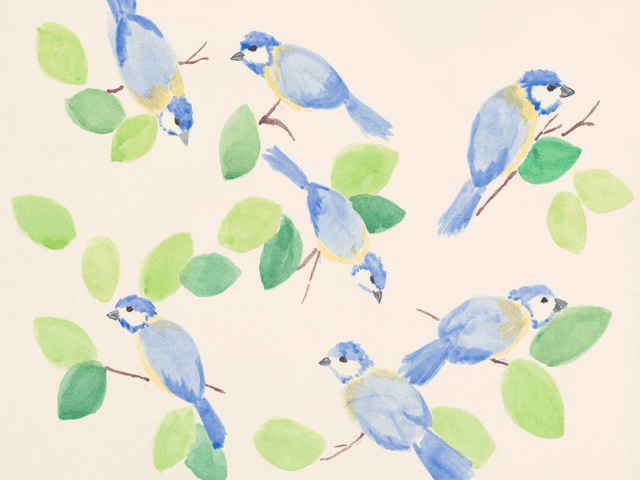 Blue Tit Birds Art Print